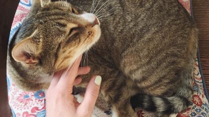 We said goodbye to another kitty this morning
