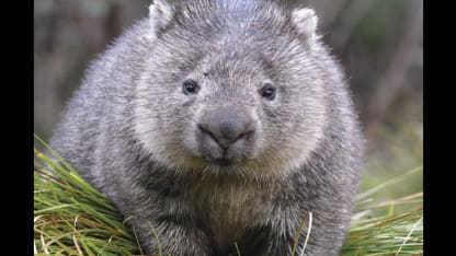 Wombat
