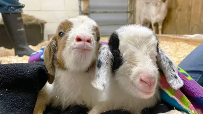 Two two zero two two (February 2022 goat nominations)