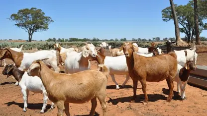 Free Goats...