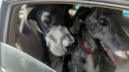 Does your dog get car sick?