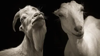 Seriously Goat???
