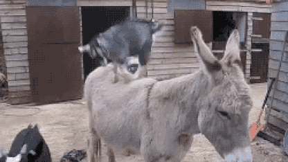 It's a goat crisis!