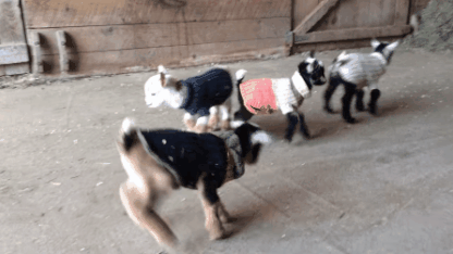 Goats in sweaters learning to jump