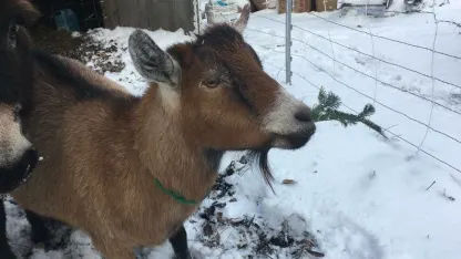 Goats need your help.....