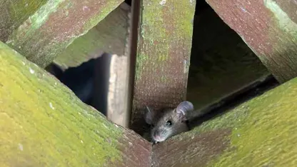 Rats can hear