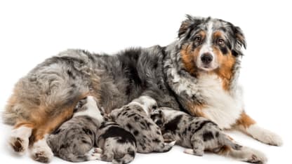 My dog only has 4 nipples. {Necropost}