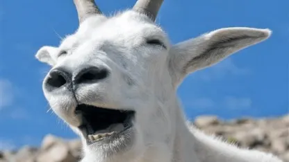 Goatest Of All Time (April 2022 Scapegoat Blame Thread)