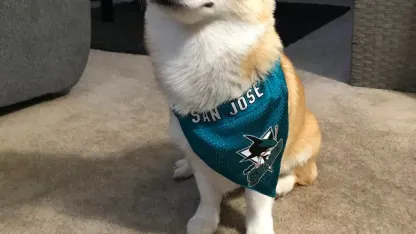 Any hockey fans out there?