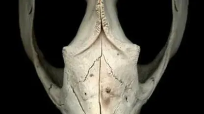Possum Skull Poetry