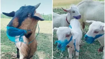 April Fool's Goat (April 2021 Scapegoat Blame Thread)