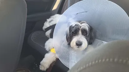 CharlieDoggo Update