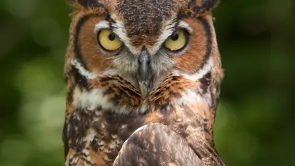 Speaking of birds, look at this Great Horned Owl family!
