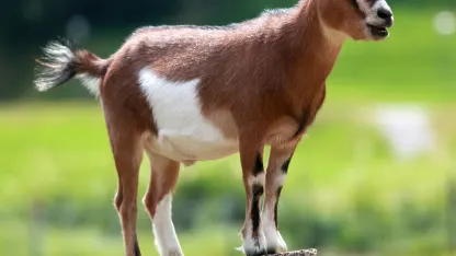 Free Goat !