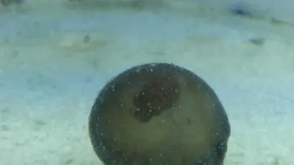 Because cuttlefish are awesome.