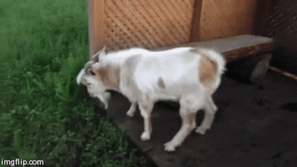S.O.S. Goat down!