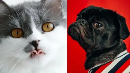 Worst part of pet ownership: