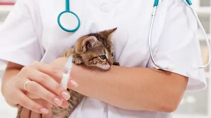 Bad drug reaction (feline)