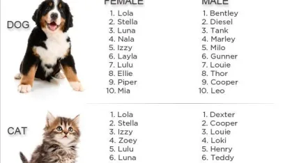 How do you name your pets?