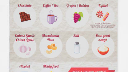 Poisoned Dog Food