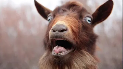 Goat Day #19: A preview of what's to come