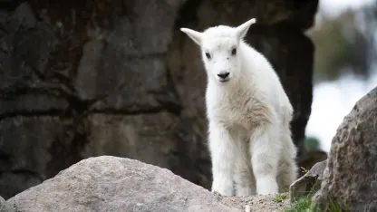 It's Gonna Be Neigh (May 2025 Scapegoat Blame Thread)