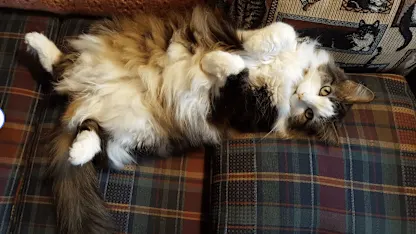 Some years ago some of you saved the life of a friend's cat. Yesterday at 15 he died.