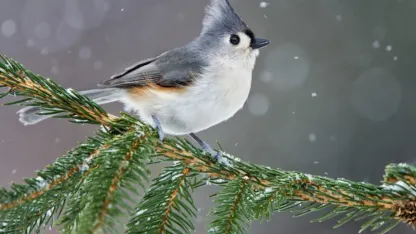 Favorite backyard bird: