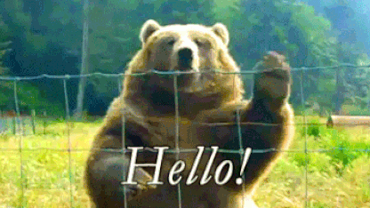 The bears are back in town!