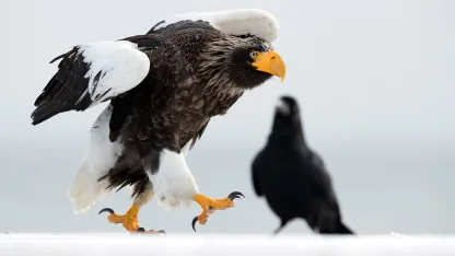 2022 Comedy Wildlife Awards Entries