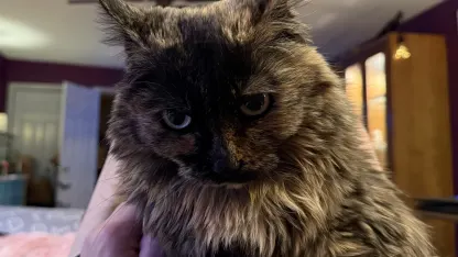 Grumpy pets