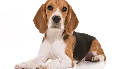 Beagle