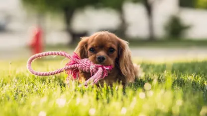 How well-behaved are your pets when you're not around?