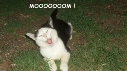 How to say hi to a cat