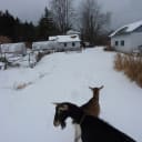 Goat Day 27: Sometimes You Can Always Get What You Want