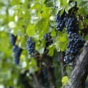 Do your wine preferences change with the weather?