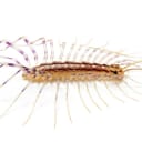 Worst bug to find in your house?