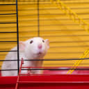 Have you been one of our Lab Rats yet?
