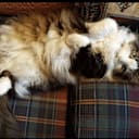 Some years ago some of you saved the life of a friend's cat. Yesterday at 15 he died.
