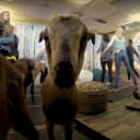Would Your Holiday Travels Be Better If You Could Do Goat Yoga at the Airport?