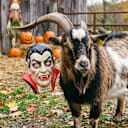 The Haunting of Goat Hill (October 2026 Scapegoat Blame Thread)