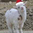 Cooking with Goats!* IronChefToni's Goat Cookbook