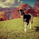 Hi! I'm a goat.