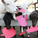 February (Valentine's) Goat Nominations