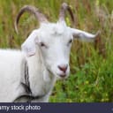 Mistress Goat Day -1