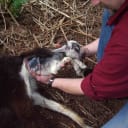 Goat Day 10: I Got Nuttin'.