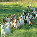 🐐 February goat registration thread 🐐