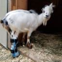 Goat Day 4 - An order ID story