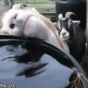 Goatfessions, Confessions of an October Scapegoat