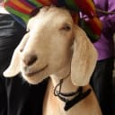 We don't need another goat post. Wait…damnit! Curse you @joelmw!